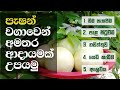 Passion Fruits Cultivation In Srilanka පැෂන් වගාවෙන් අමතර ආදා�