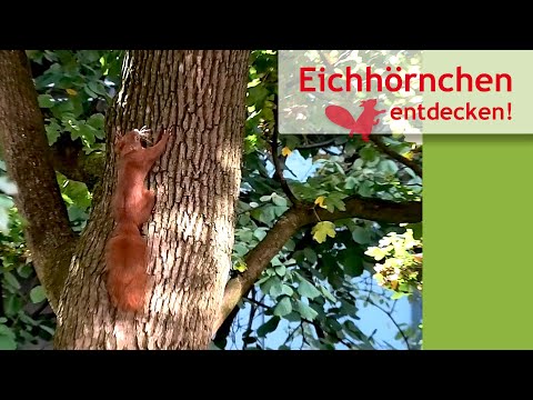 Heiner legt die Ohren an – Eichhörnchen-Revierverteidigung