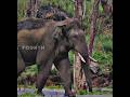 Arikomban Elephant Status ️ Arikomban Status Shorts