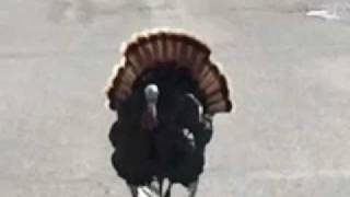 preview picture of video 'Attack of the Wild Turkey'