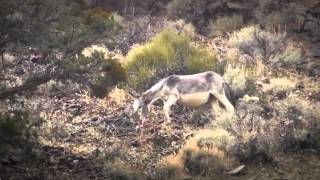 preview picture of video '2012 - Death Valley National Park Hiking Trip, California, USA'
