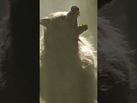 Werewolf with Human Face Seen in Yorkshire! #mythology #cryptid