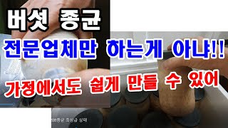 느타리버섯  종균 가정에서도 쉽게 만들 수 있어요.(느타리버섯 재배를 위한 종균 직접 만들기. 종균 배양, …