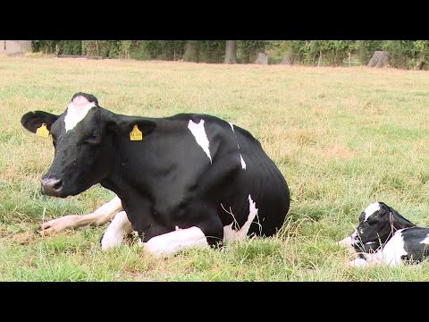 Das Dorf Haldern | Haldern Pop Festival | WDR