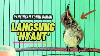 Download lagu Pancingan KOLIBRI NINJA Bahan Agar Bunyi || MASTERAN Konin Agar Cepat Gacor #1 mp3