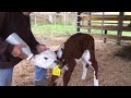 New Baby Calf Needs a Name, Vote Now!