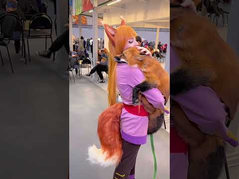 Clingy fox #fyp #funny #funnyvido ##funnymoments #funny #hahah #fox