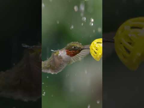 Have you ever seen a hummingbird shaking raindrops off itself?