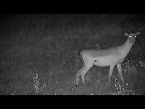 Djuma: Impala ram - 21:05 - 01/14/2023