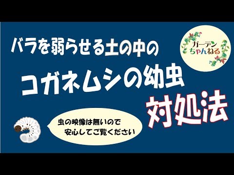 植木鉢にいるコガネムシの幼虫を駆除するにはどうすればよいですか？確実なヒント  庭園