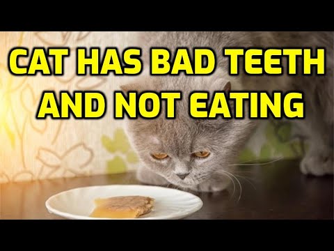 How To Get A Cat With Teeth Problems To Eat Food?