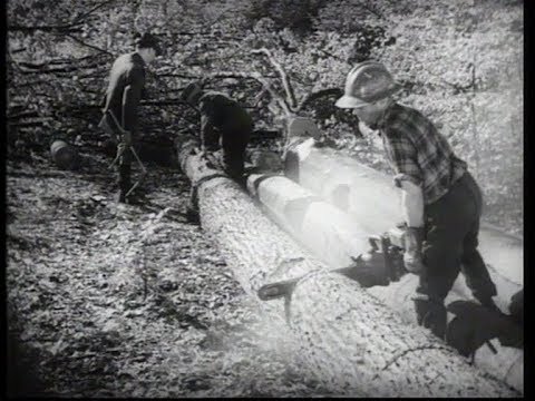 Historische Landwirtschaft: Ernte im Bauernwald (Waldnutzung in den 1960er-Jahren)