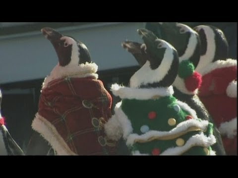 VIDEO! Pinguinii, ajutoare de nadejde pentru Mos Craciun