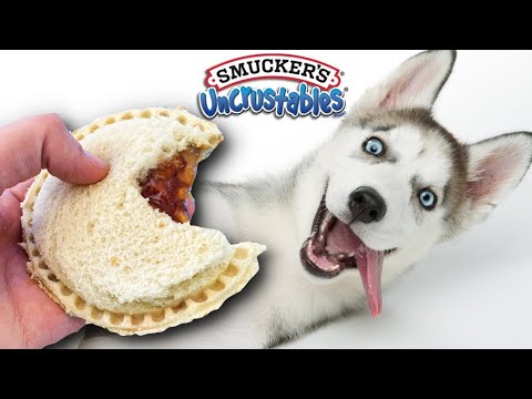 YouTube video about: Can dogs have uncrustables?
