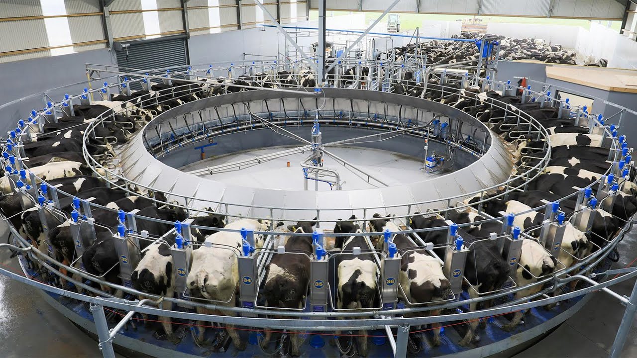 Доильный Зал Карусель от Дейримилк