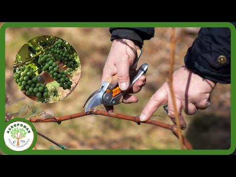 Poda da Videira: podas de formação e produção passo a passo
