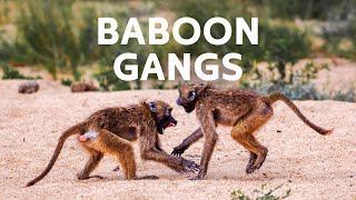 The Thieving Gang Of Baboons Wrecking Havoc On South Africa's Cities | Baboon Documentary