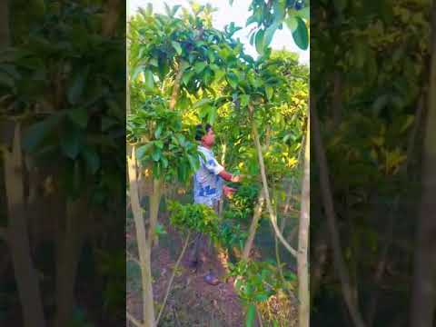 Big Nursery Tree Plant