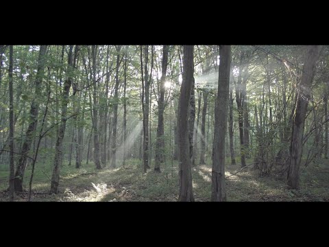 Opowieści z Puszczy Białowieskiej  / Tales from the Białowieża Forest