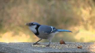 preview picture of video 'Blue Jay at River Park, Wakamow Valley, Moose Jaw, SK Nov 1 2013'