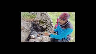 Giden Gelmez Dağlarında Yagmur altında Gözde Patetes, Yörük Gülü