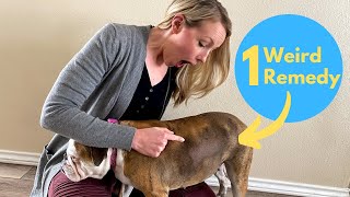 HELP! My Bulldog is Balding! | Seasonal Flank Alopecia