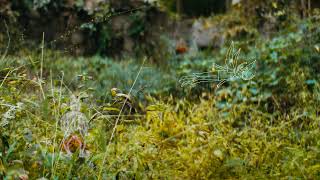 Cover art for grey space