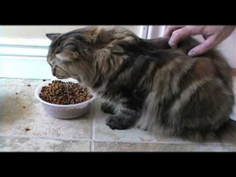 Marty Jo - 13th Street Cats