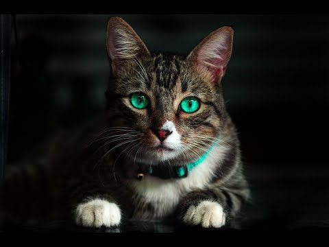 The Most Beautiful-- Moments with-- Relaxing Music For Cats