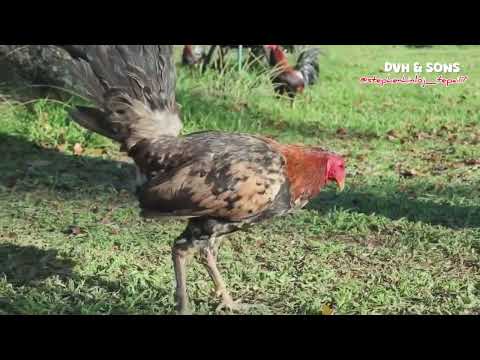 ✨DVH HENNY of DVH & SONS GAMEFARM… 🐓 💚