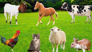 Farm Animal Benefits - Cows, Goats, Ducks, Sheep, Horses, Chickens, Pigs - Happy Animals