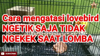 Download lagu MENGATASI lovebird NGETIK saja saat lomba #lovebird #settlovebird #mrlbchannel mp3 Download lagu MENGATASI lovebird NGETIK saja saat lomba #lovebird #settlovebird #mrlbchannel mp3