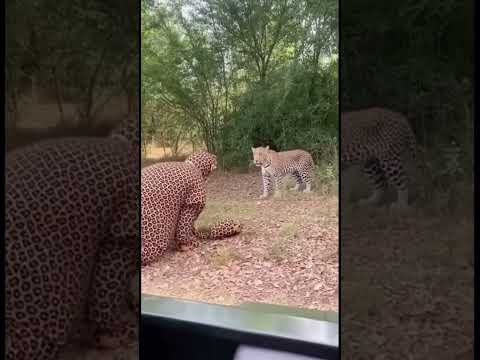 Fake Leopard Crawls Toward Real Wild Leopard — Unexpected Jungle Reaction Caught on Safari Camera!