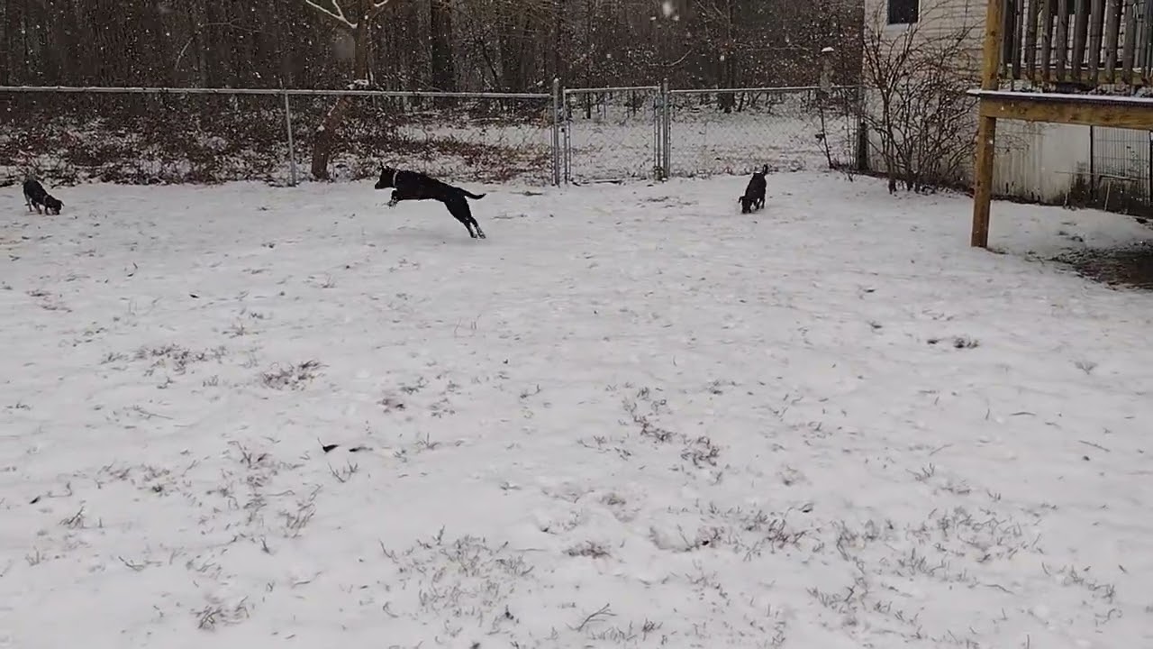 Enlarge Freya, a ADOPTABLE mixed breed in Camden, SC video 5/6