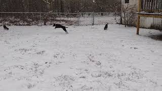 Video preview image #1 Mutt Puppy For Sale in Camden, SC, USA