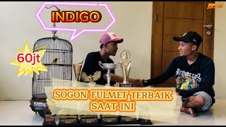 Download lagu INDIGO the little one 60 million‼️One of the best sogon fulmet currently‼️ mp3 Download lagu INDIGO the little one 60 million‼️One of the best sogon fulmet currently‼️ mp3