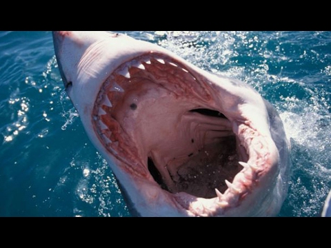 download lagu mp3 mp4 Meduza Na Engleski, download lagu Meduza Na Engleski gratis, unduh video klip Meduza Na Engleski