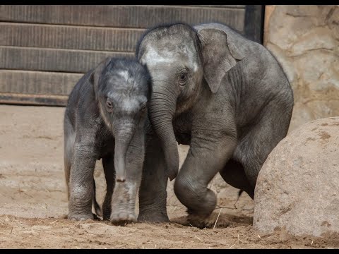 Video 1 Stiftung Hagenbeck Stiftung des bürgerlichen Rechts