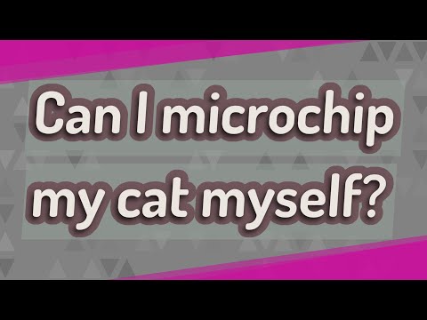 Can I microchip my cat myself?
