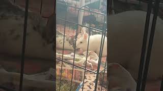 Download lagu Bound to falling in love #adorable #love #pets #rabbit #happyeaster #relationship #inlove #cute mp3