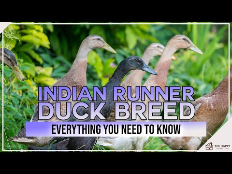 , title : 'Indian Runner Duck Breed and Is it the right duck for you?'