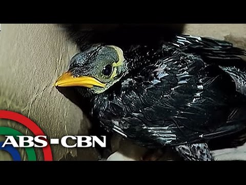 Mga batang babae kung paano upang mawala ang timbang sa dalawang linggo Dry-aayuno para sa pagbaba ng timbang resulta ng mga review