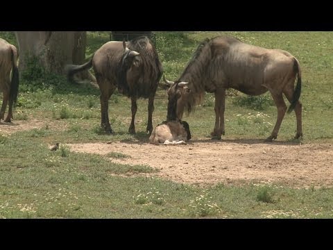 baby wildebeest