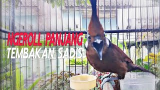 Download lagu Masteran Cililin Gacor Dor Suara Jernih, Nembak Panjang Mantap Buat Isian mp3 Download lagu Masteran Cililin Gacor Dor Suara Jernih, Nembak Panjang Mantap Buat Isian mp3