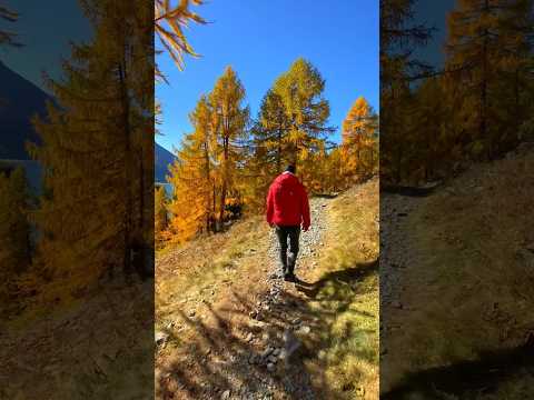 📍 Lake Sils, Switzerland 🇨🇭