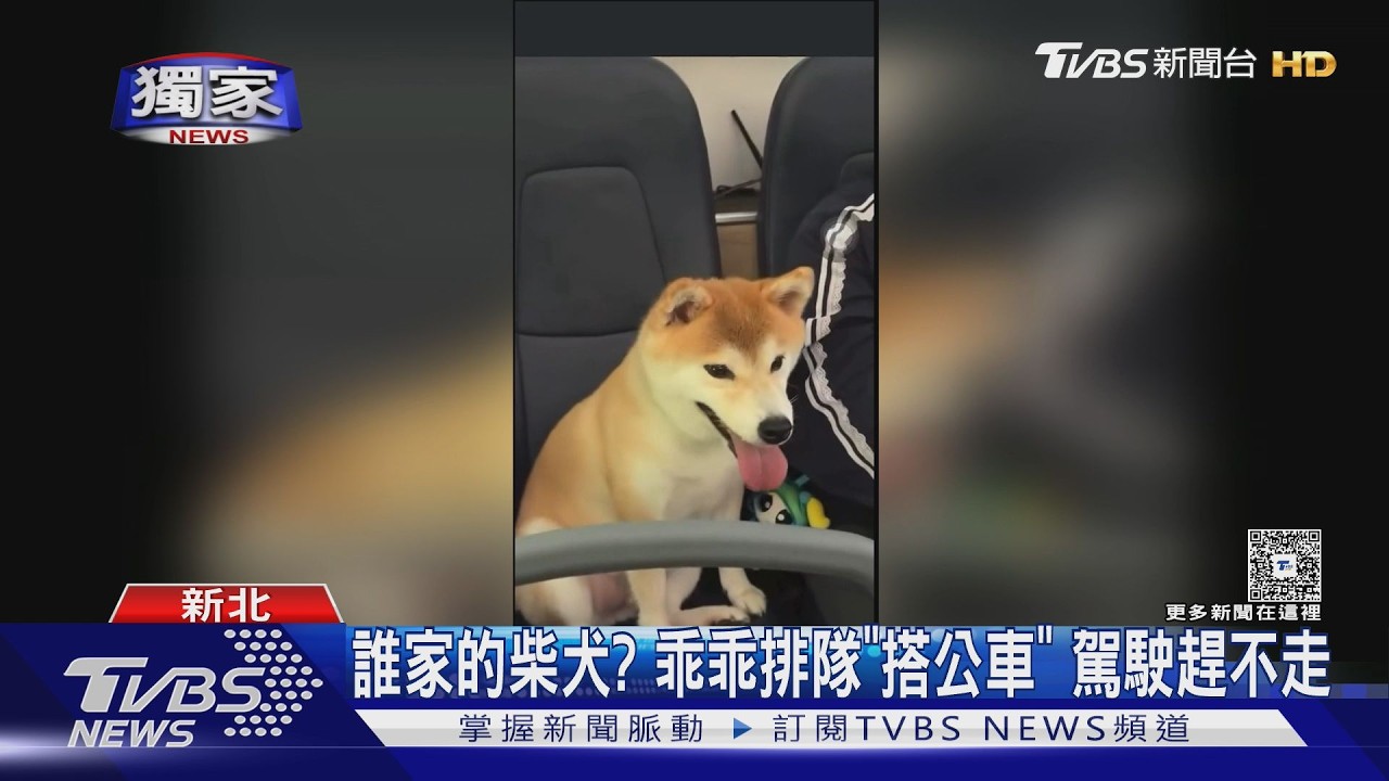 萌翻全車!柴犬「雞腿」偷溜出門獨自搭公車 從三重坐到士林