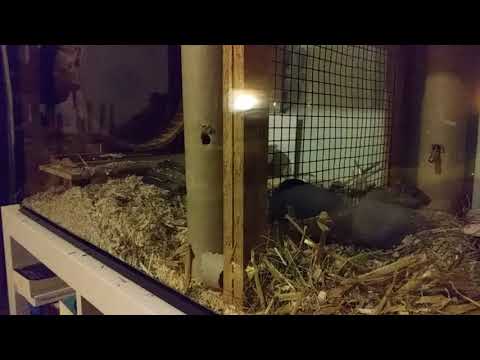 VG Sidney und Barbara, dritten Seitentausch