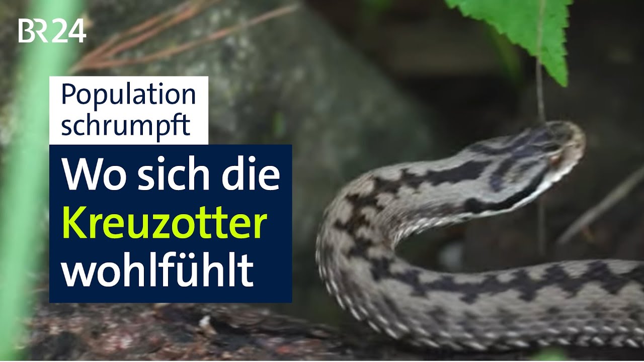 Zu Besuch in einem Kreuzotter-Lebensraum und Vorstellung eines Schutz-Projekts | Abendschau | BR24