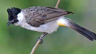 Download lagu SUARA BURUNG KUTILANG BETINA OVER BIRAHI MINTA KAWIN ...!!! mp3