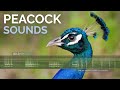 Peacock Sound & Calls - The sounds of wild Indian Peafowl.